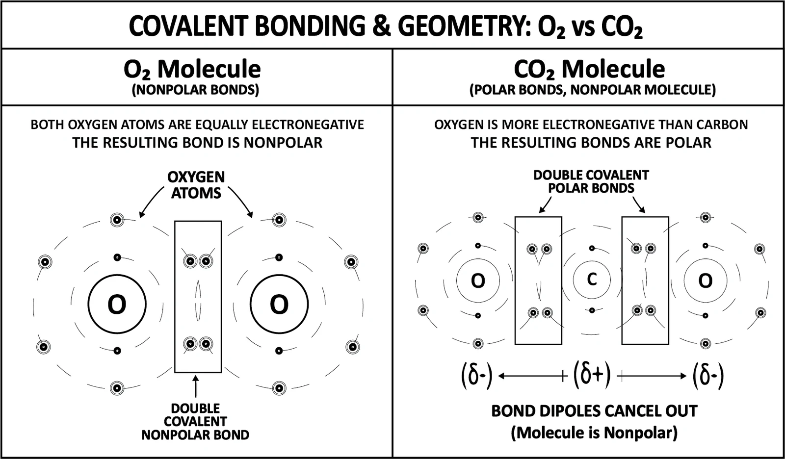 An oxygen molecule whose two equally electronegative atoms share a nonpolar double bond, beside carbon dioxide, whose two polar bonds point opposite ways so the dipoles cancel and the molecule stays nonpolar.