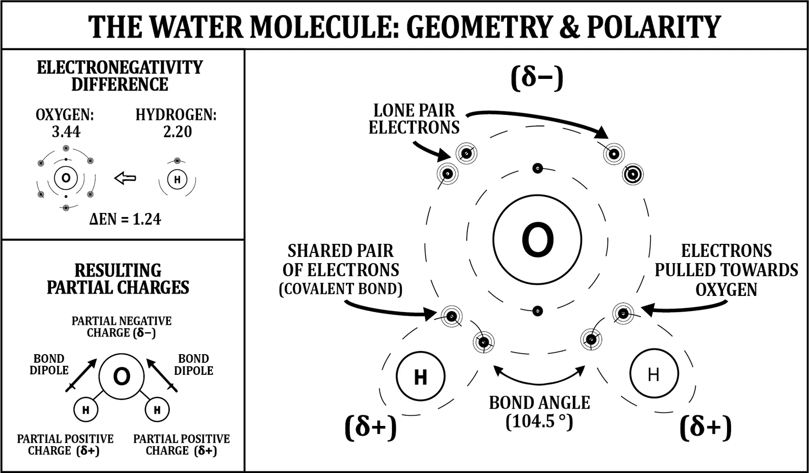 A water molecule at its 104.5 degree bond angle with two lone pairs on the oxygen, electrons pulled toward oxygen to leave it partially negative and each hydrogen partially positive.